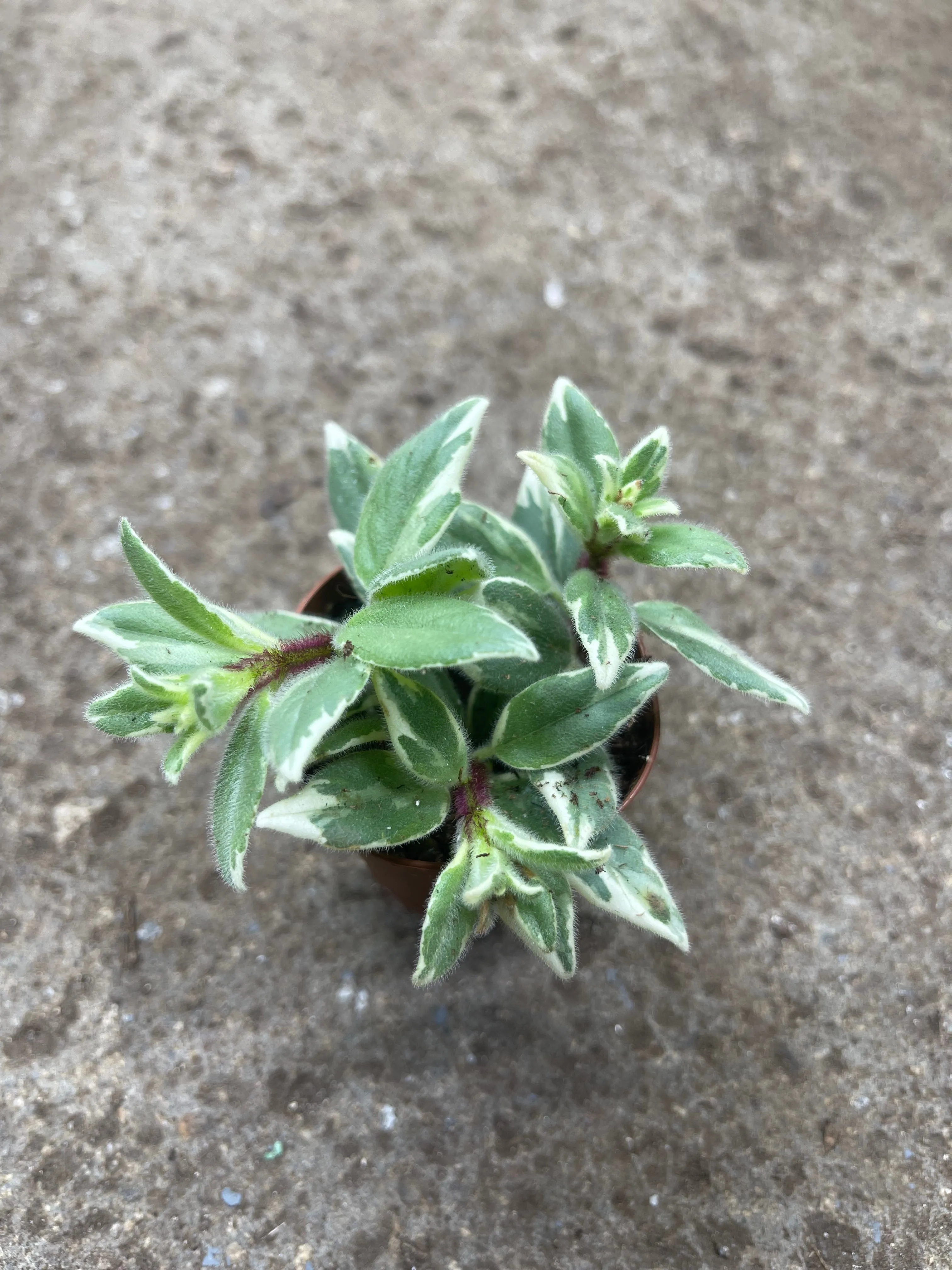 Columnea ‘Light Prince’